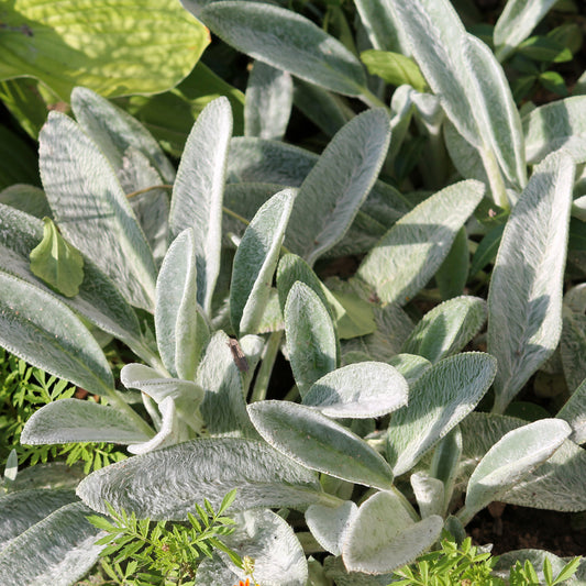 Oreille de Lapin - Epiaires de Byzance - Bakker