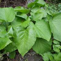 Trachystemon orientalis - Trachystemon orientalis - Bakker