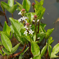 Trèfle d'eau - Menyanthes trifoliata - Bakker