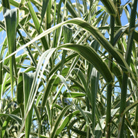 Phragmites australis variegatus - Roseau panaché - Graminées