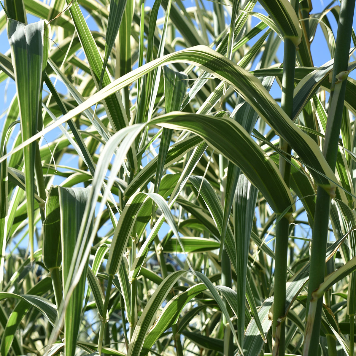 Roseau panaché - Phragmites australis variegatus - Bakker