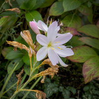 Lys des cafres blanc - Bakker