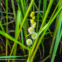 Sparganium erectum - Rubanier d'eau - Plantes aquatiques