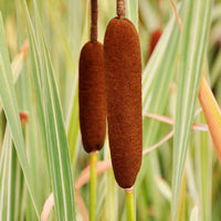 Roseaux - Massette à feuilles larges panachée - Typha latifolia variegata