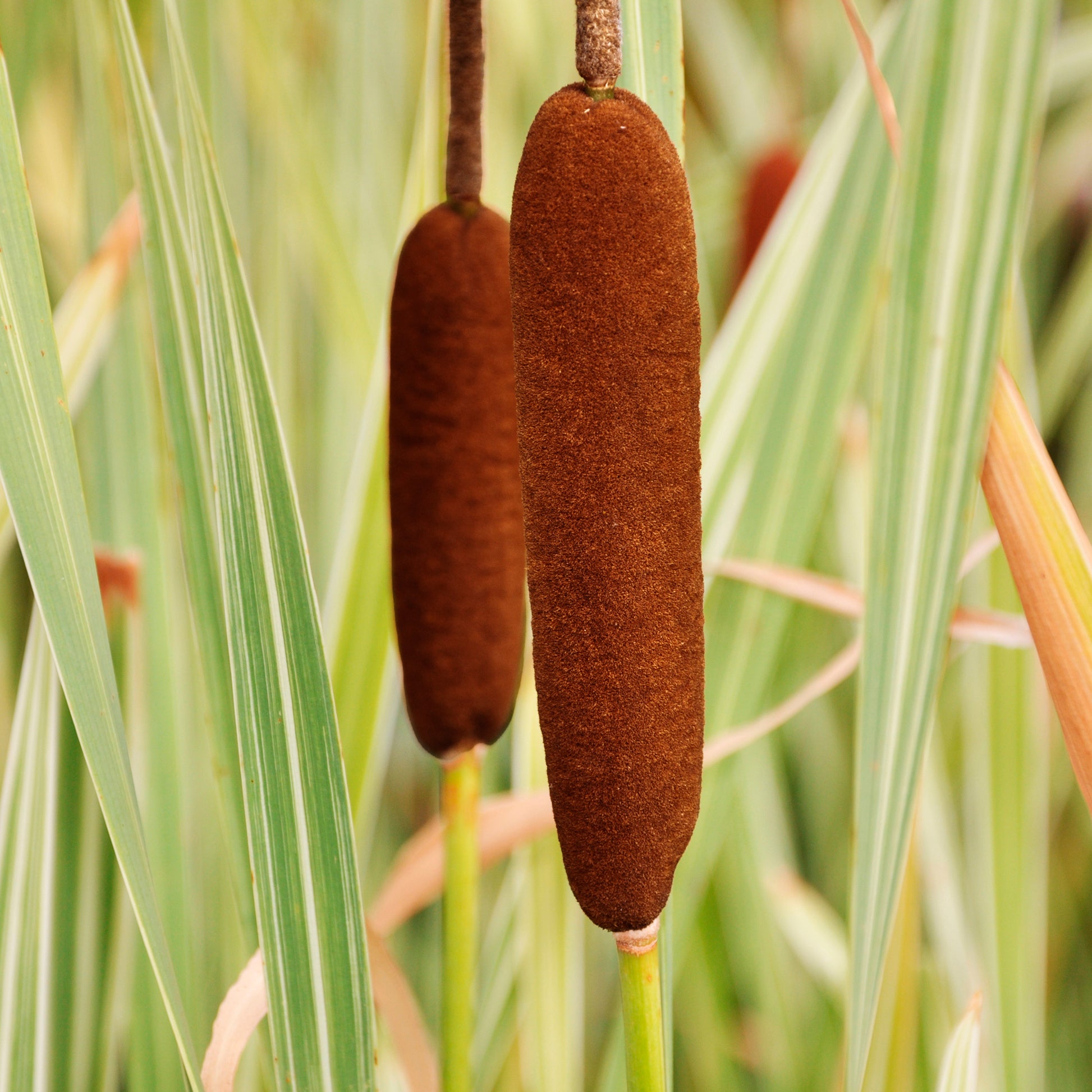 Roseaux - Massette à feuilles larges panachée - Typha latifolia variegata