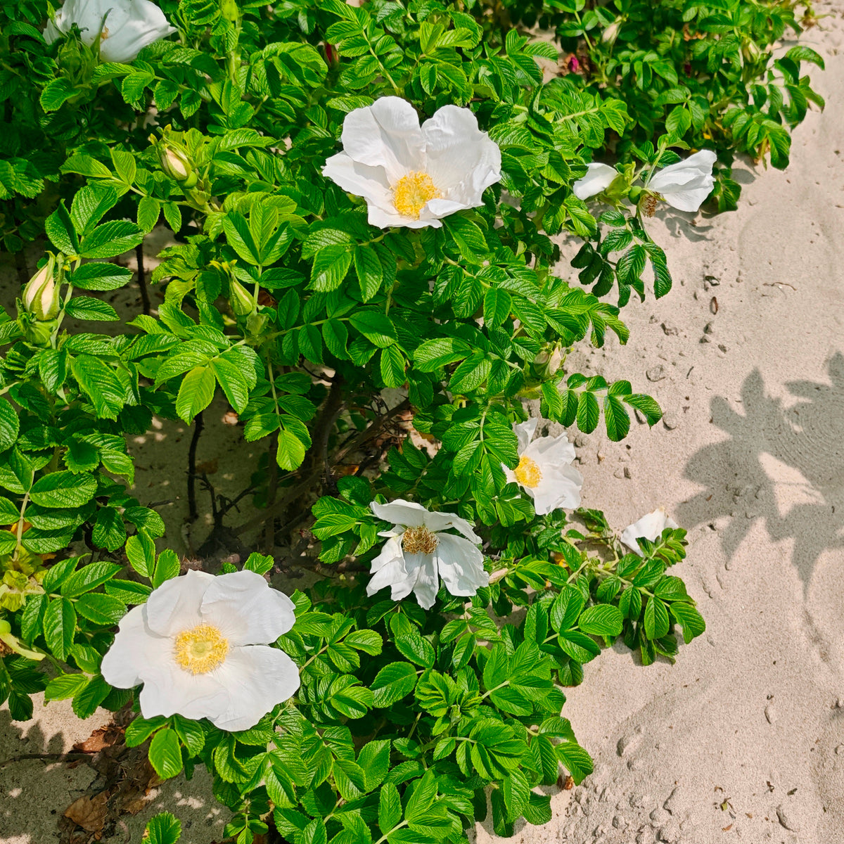 Rosier rugueux à fleurs blanches - Rosa rugosa alba - Bakker