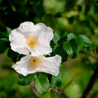 Rosa rugosa alba - Rosier rugueux à fleurs blanches - Rosiers
