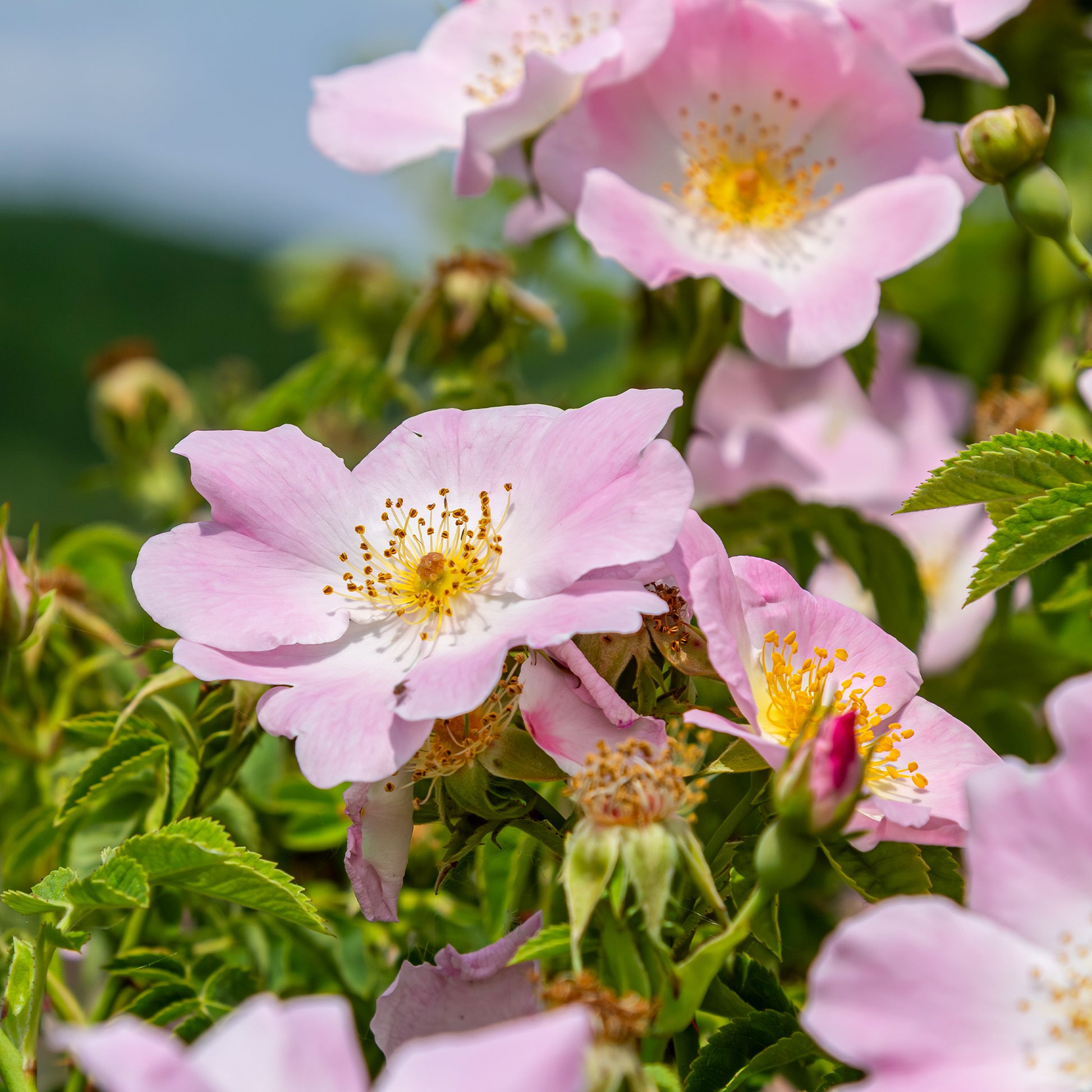 Rosier des chiens - Eglantier - Rosa canina - Bakker