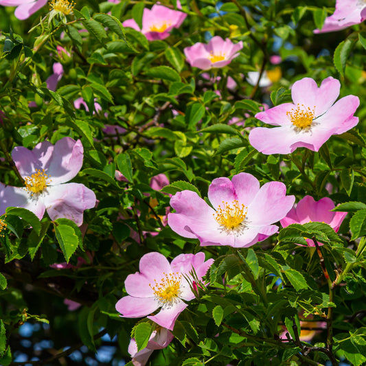 Rosier des chiens - Eglantier - Bakker