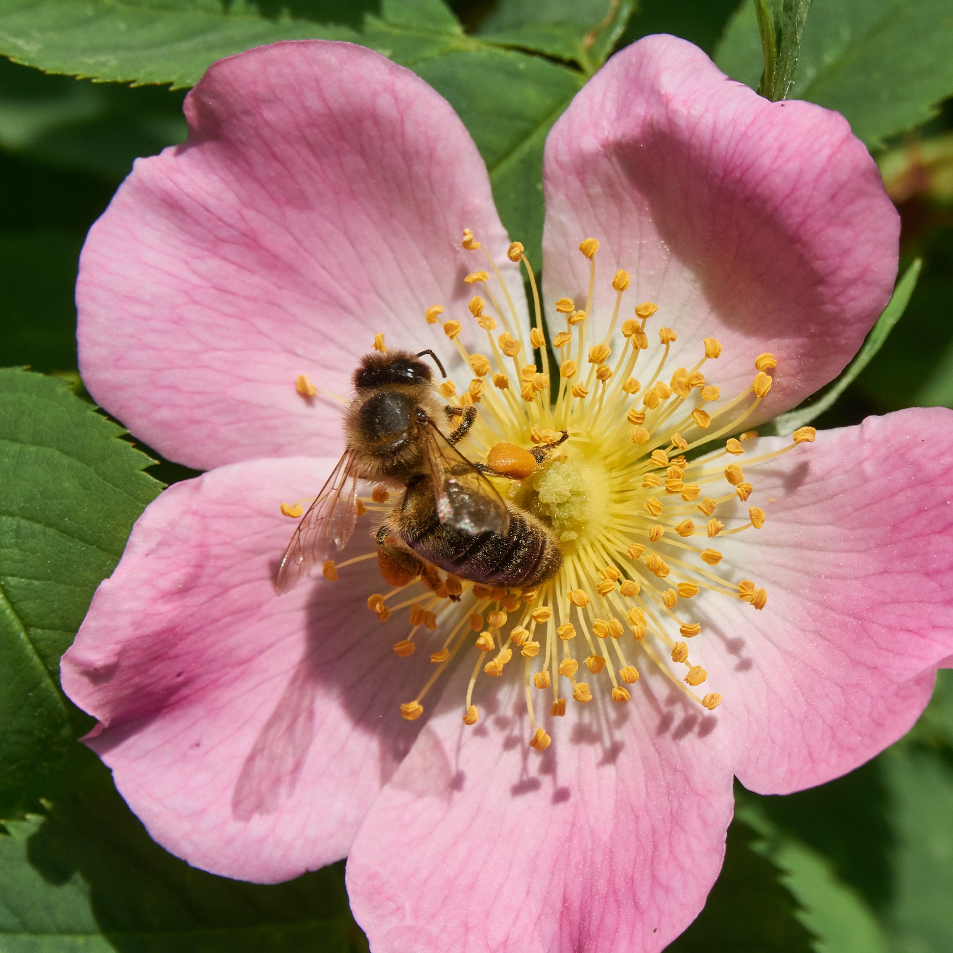 Rosa canina - Rosier des chiens - Eglantier - Rosiers
