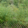 Saule - Osier brun - Bakker