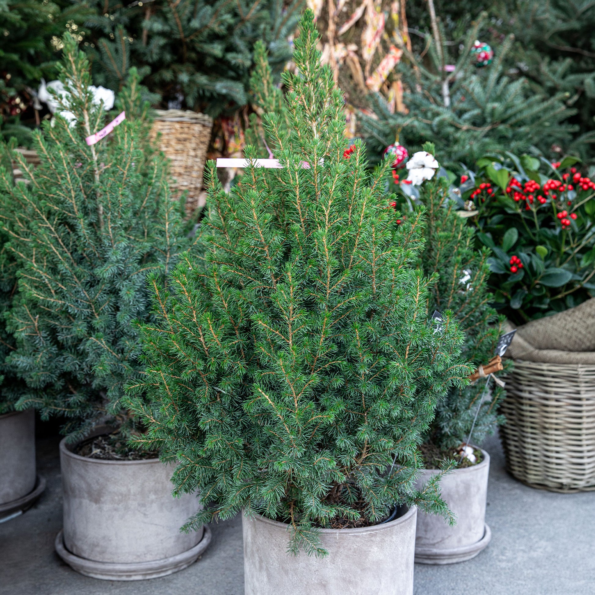 Picea glauca Conica - Bakker