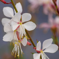 Vente Gaura Corrie's Gold - Gaura lindheimeri Corrie's Gold
