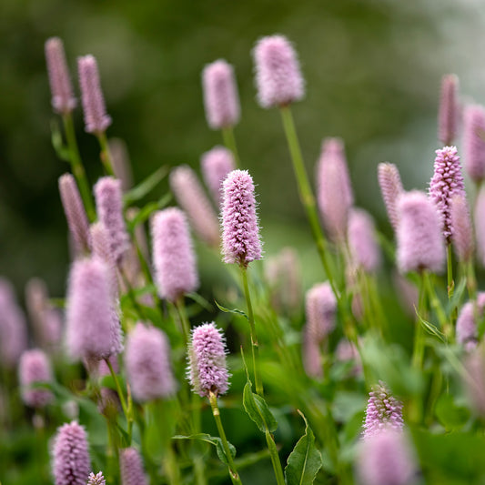 Renouée Persicaria bistorta Superba - Bakker