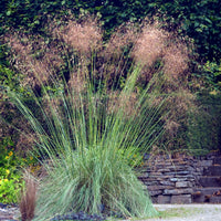Stipe géante - Stipa gigantea - Bakker