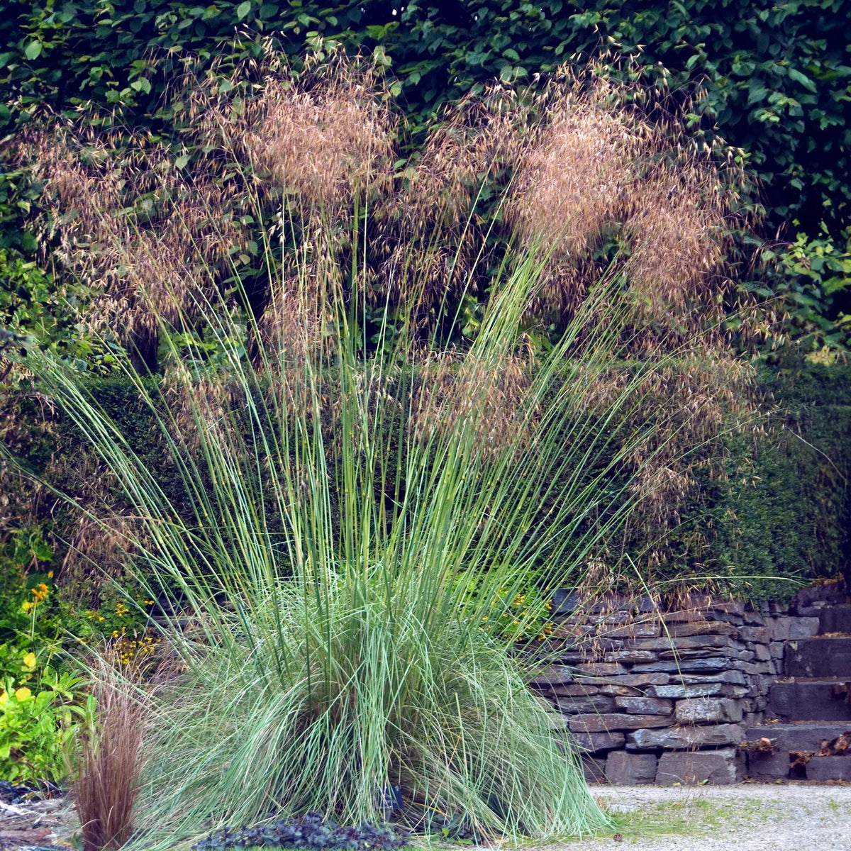 5 Vivaces pour massif champêtre - Stipa gigantea, Pennisetum alopecuroides,Rudbeckia fulgida,Achillea millefolium,Persicaria amplexicaulis  - Bakker