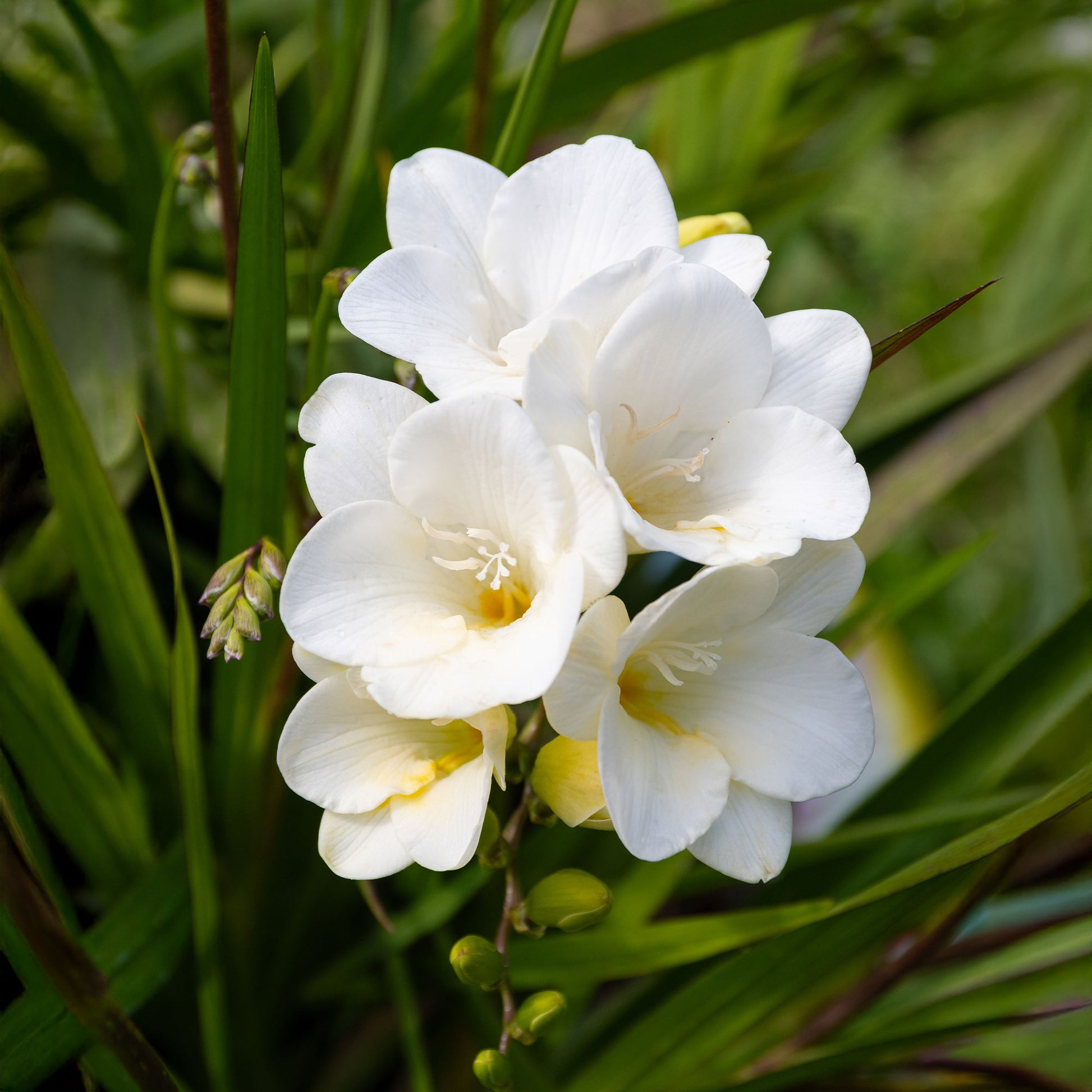 Freesia 'white' - 15 Freesia simple blanche - Bulbes de Freesia