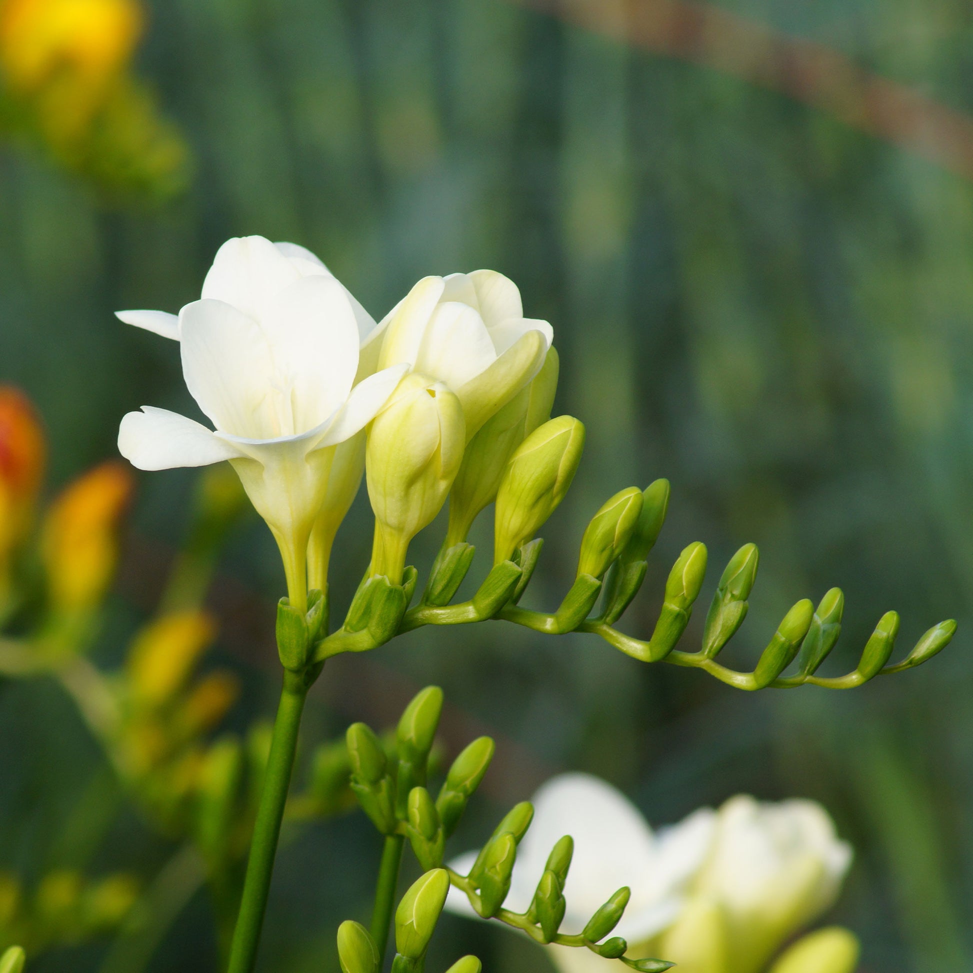 15 Freesia simple blanche - Freesia 'white' - Bakker