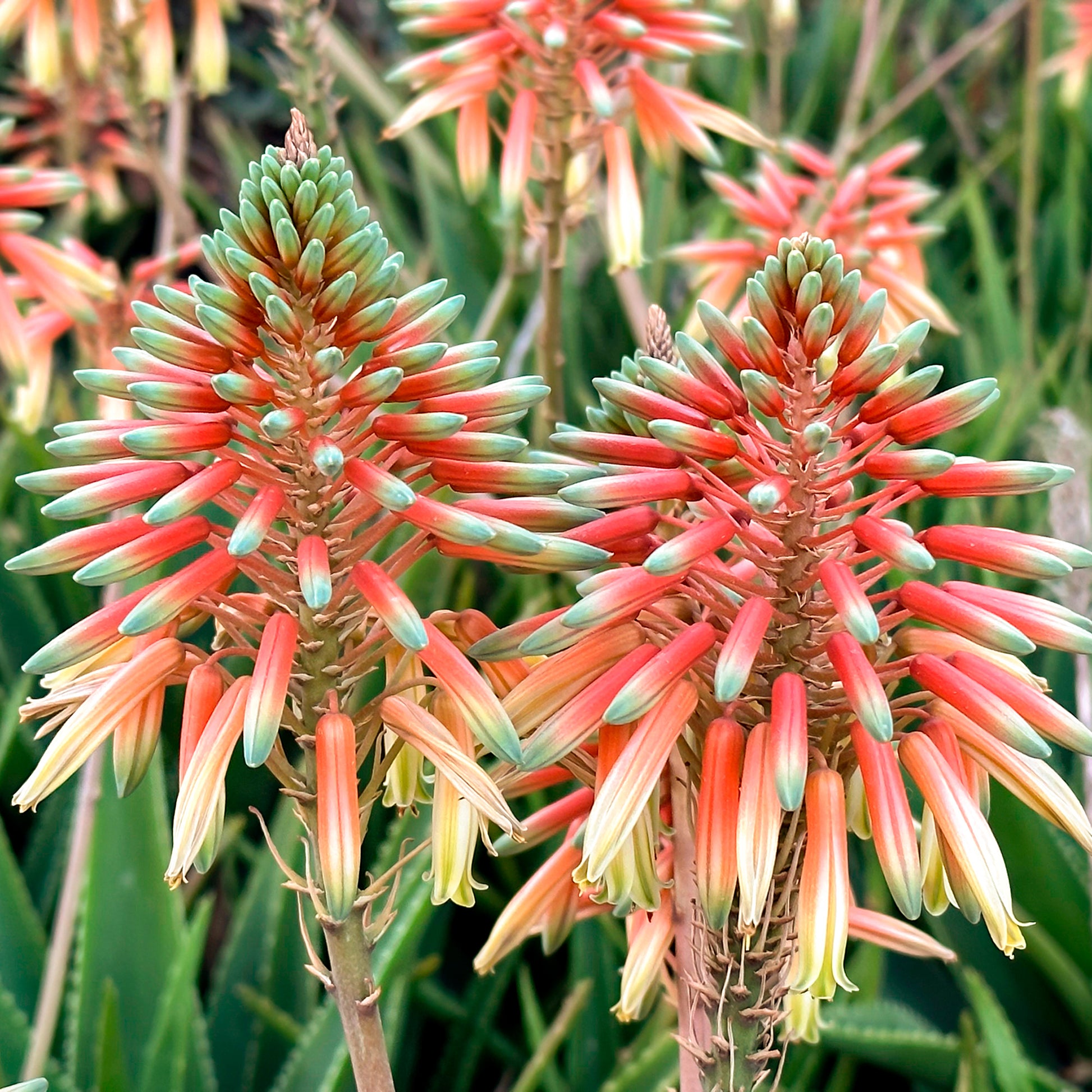 Aloe Safari Sunrise - Bakker
