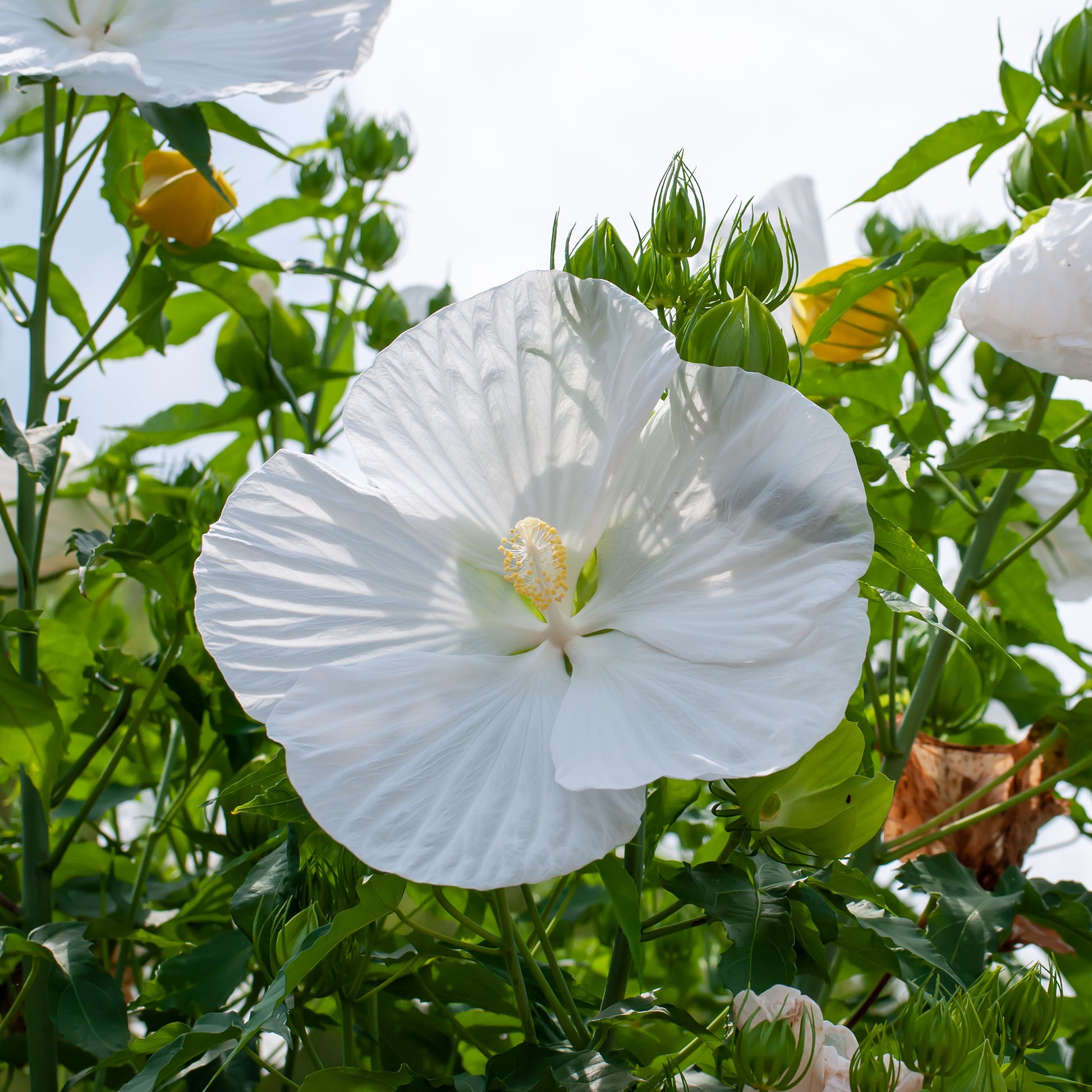 Hibiscus des marais Extreme Pure White - Hibiscus moscheutos extreme pure white ® (improved) - Bakker