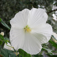 Hibiscus moscheutos extreme pure white ® (improved) - Hibiscus des marais Extreme Pure White - Hibiscus