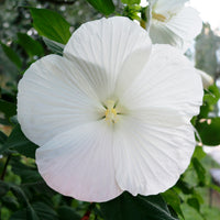 Hibiscus des marais Extreme Pure White - Bakker
