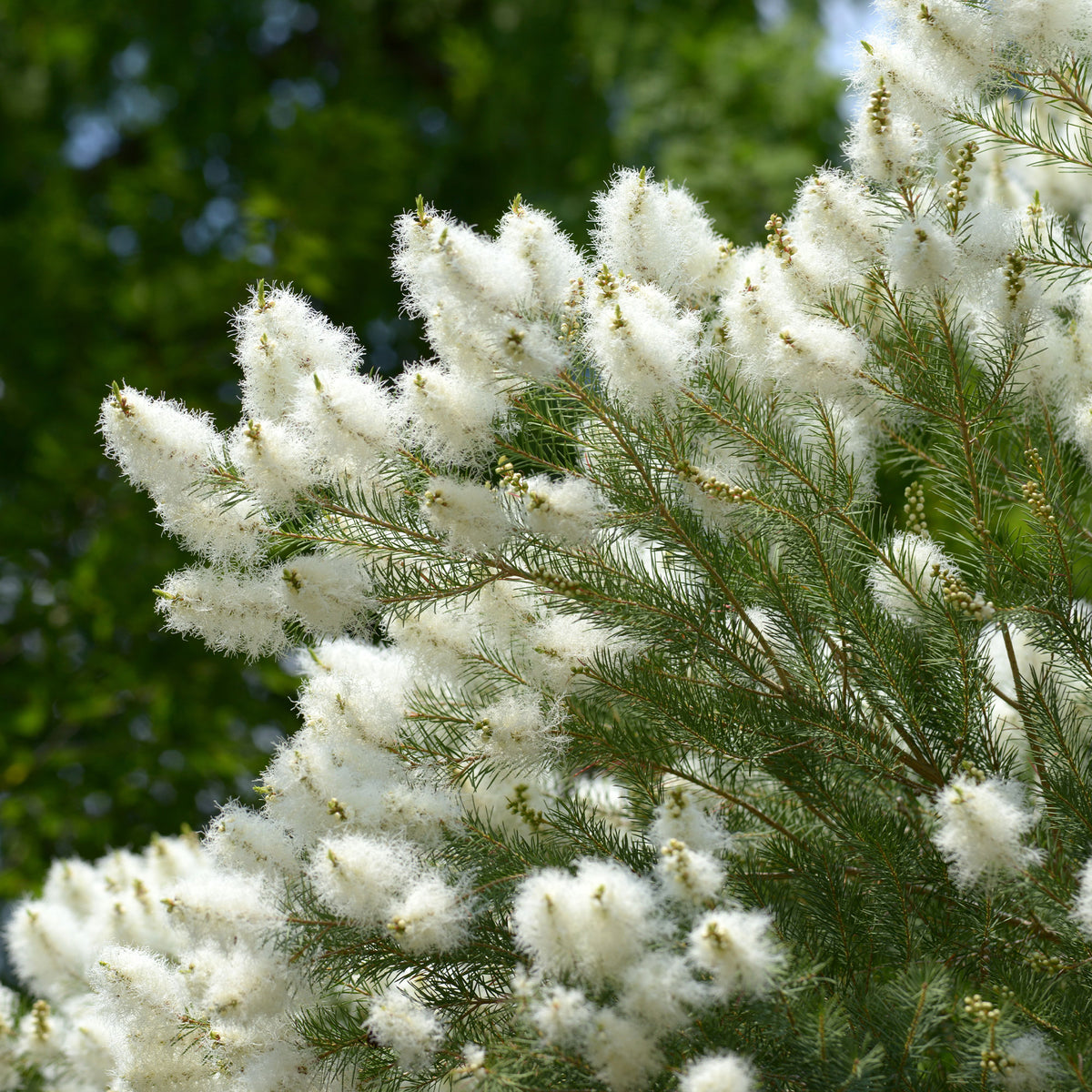 L'arbre à thé - Bakker