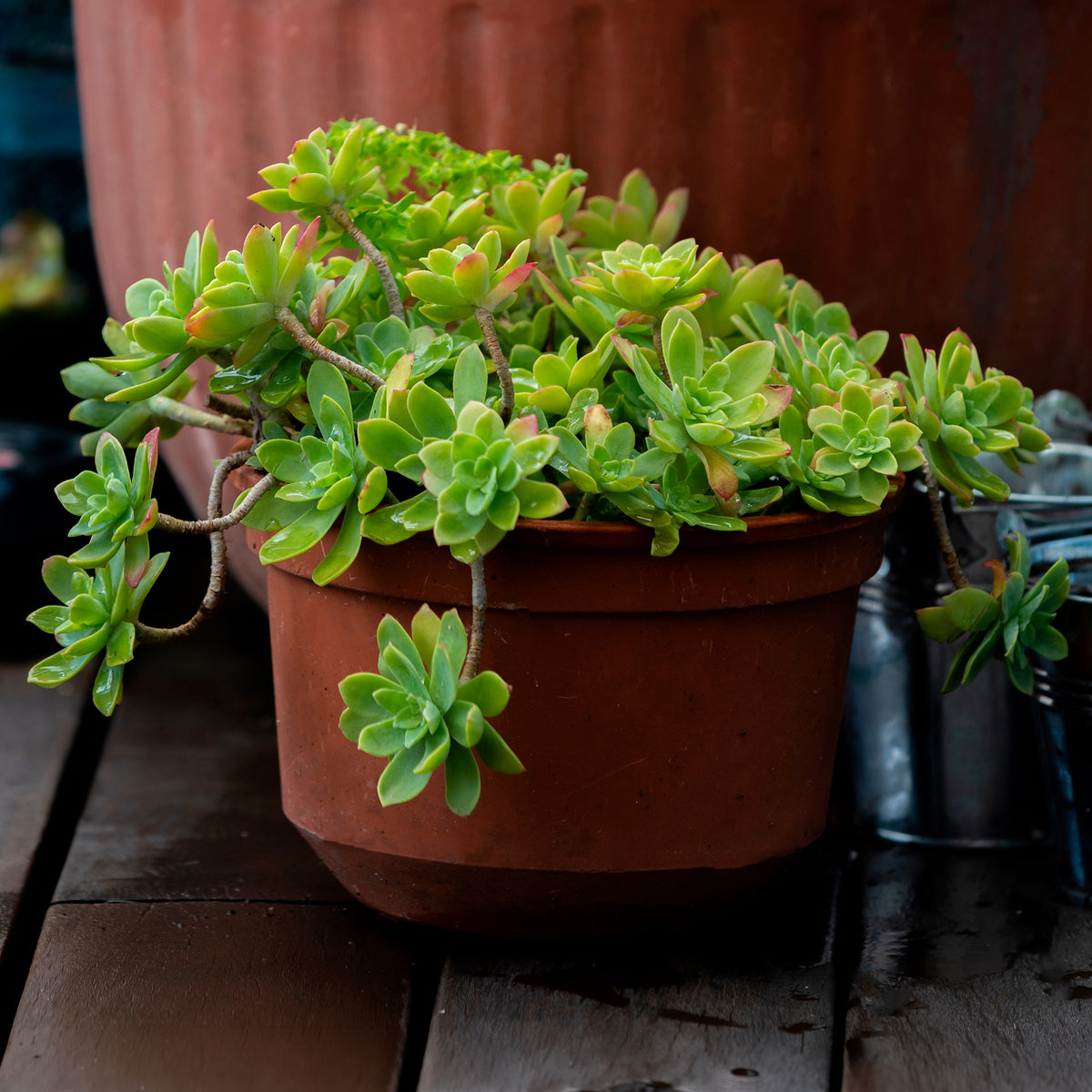 Sedum palmeri