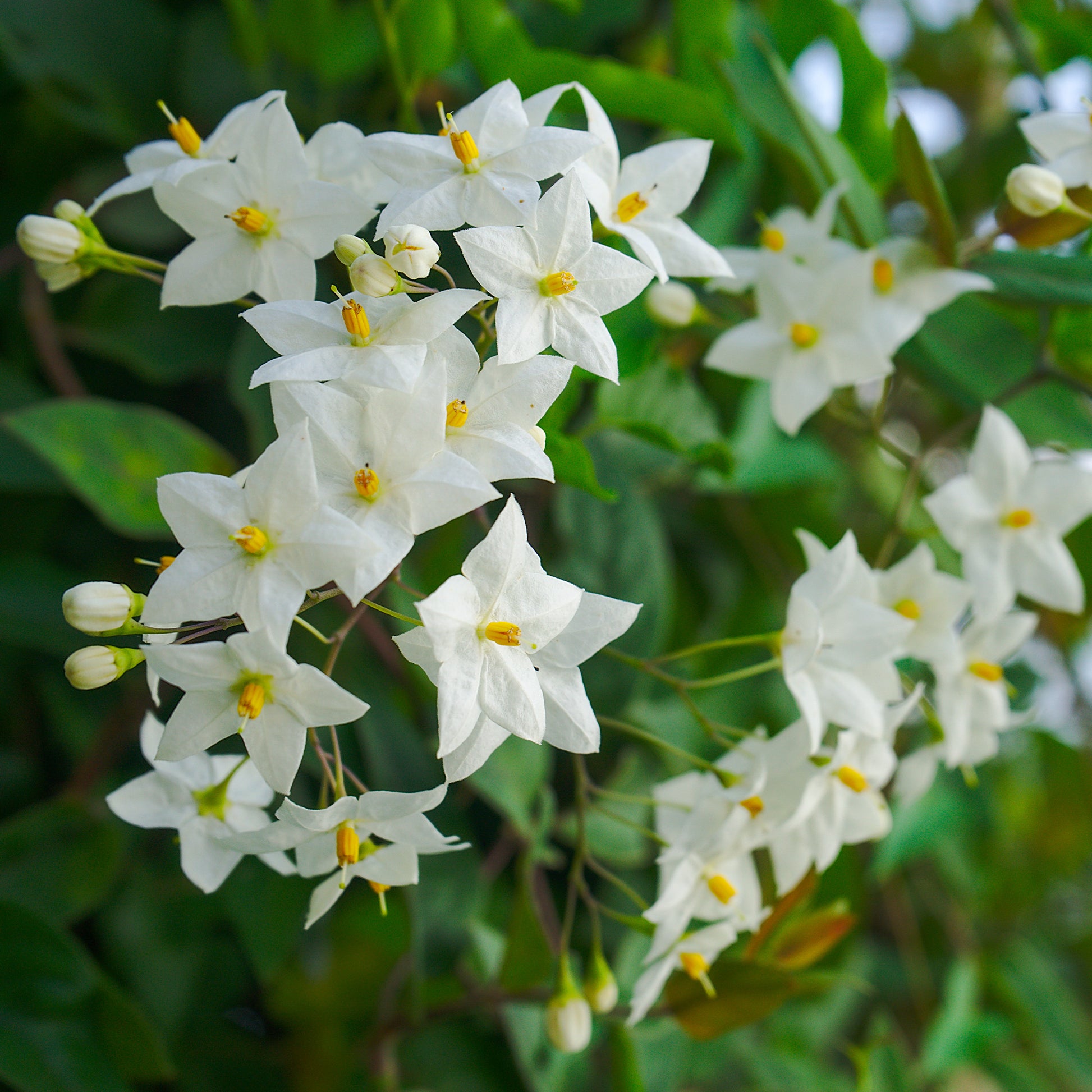 Bakker - Morelle faux-jasmin - Solanum jasminoides - Plantes d'extérieur