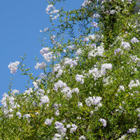 Solanum jasminoides - Morelle faux-jasmin - Plantes grimpantes