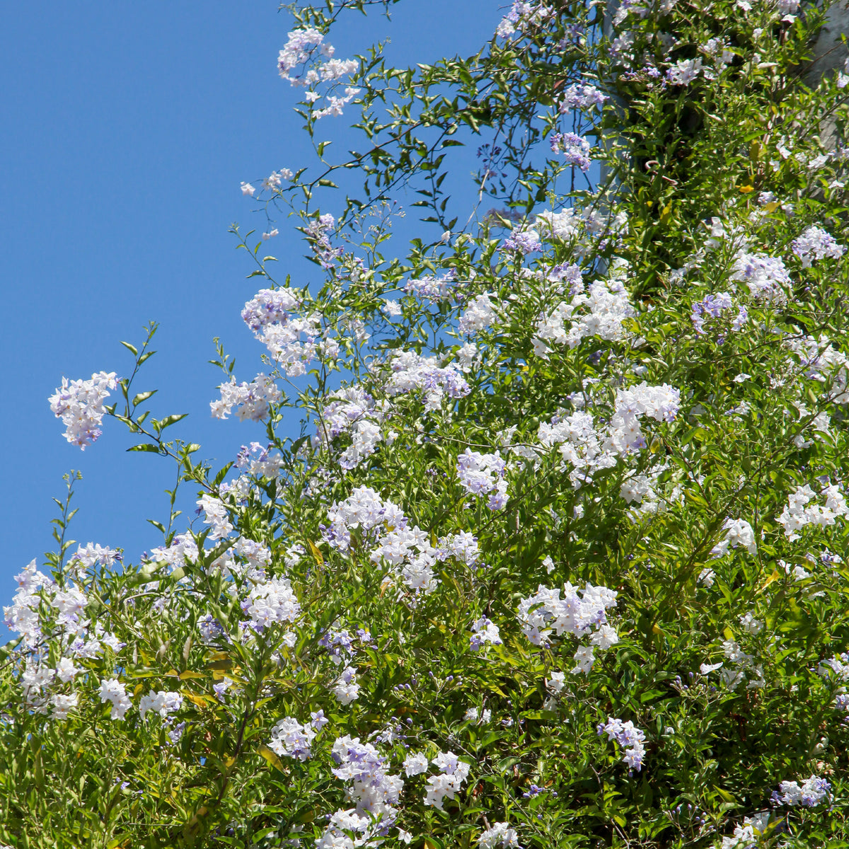 Solanum jasminoides - Morelle faux-jasmin - Plantes grimpantes