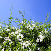 Morelle faux-jasmin - Solanum jasminoides - Bakker