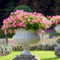 Géranium lierre rose - Pelargonium peltatum - Bakker