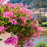 Vente Géranium lierre rose - Pelargonium peltatum