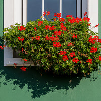 Géranium - Pélargonium - 3 Géraniums-lierre rouges - Pelargonium peltatum