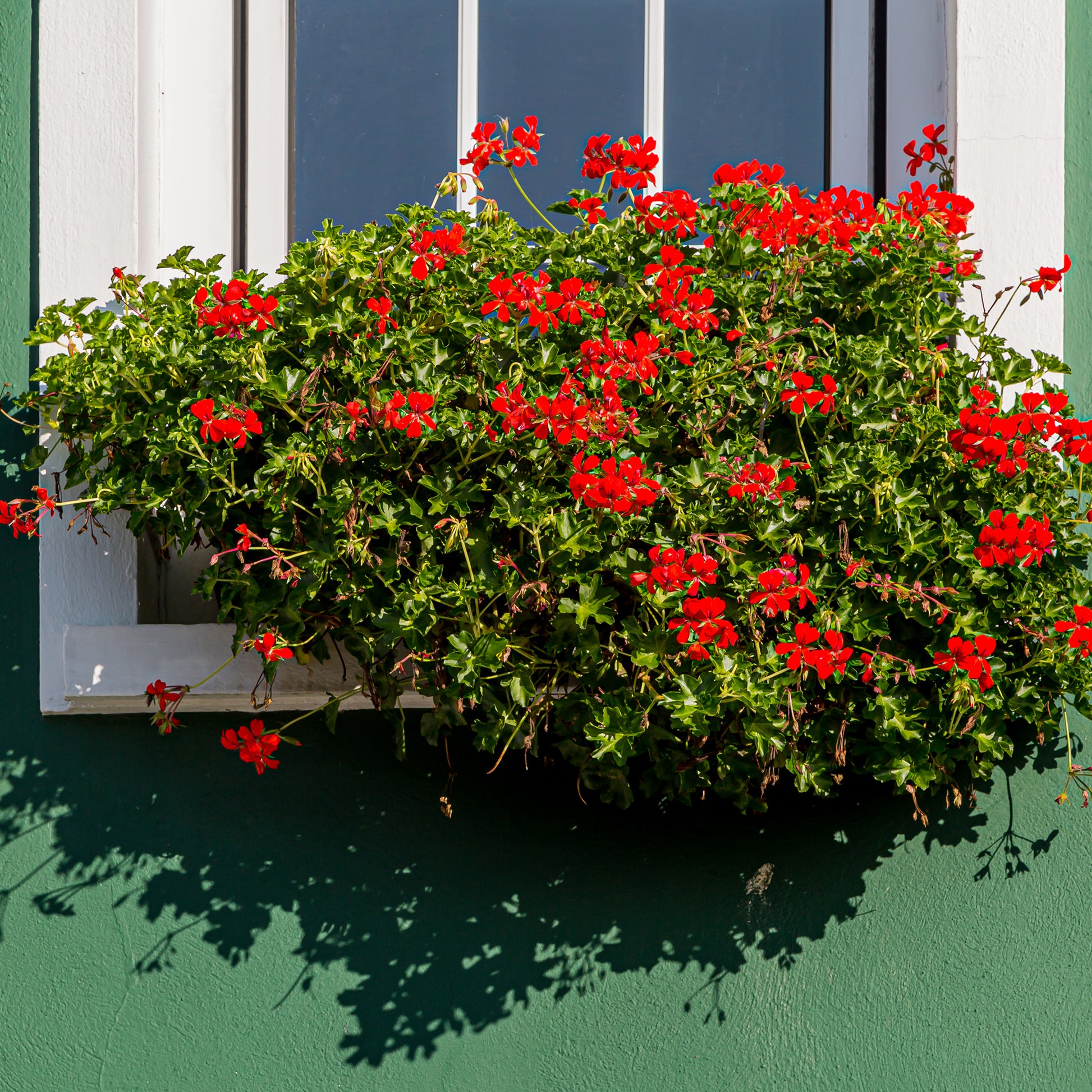 Géranium - Pélargonium - 3 Géraniums-lierre rouges - Pelargonium peltatum