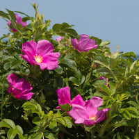 Vente 2 Rosiers rugueux rose foncé (pot)