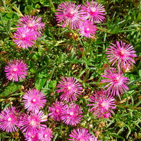 Delosperma cooperi - Delosperma de Cooper - Vivaces couvre-sols