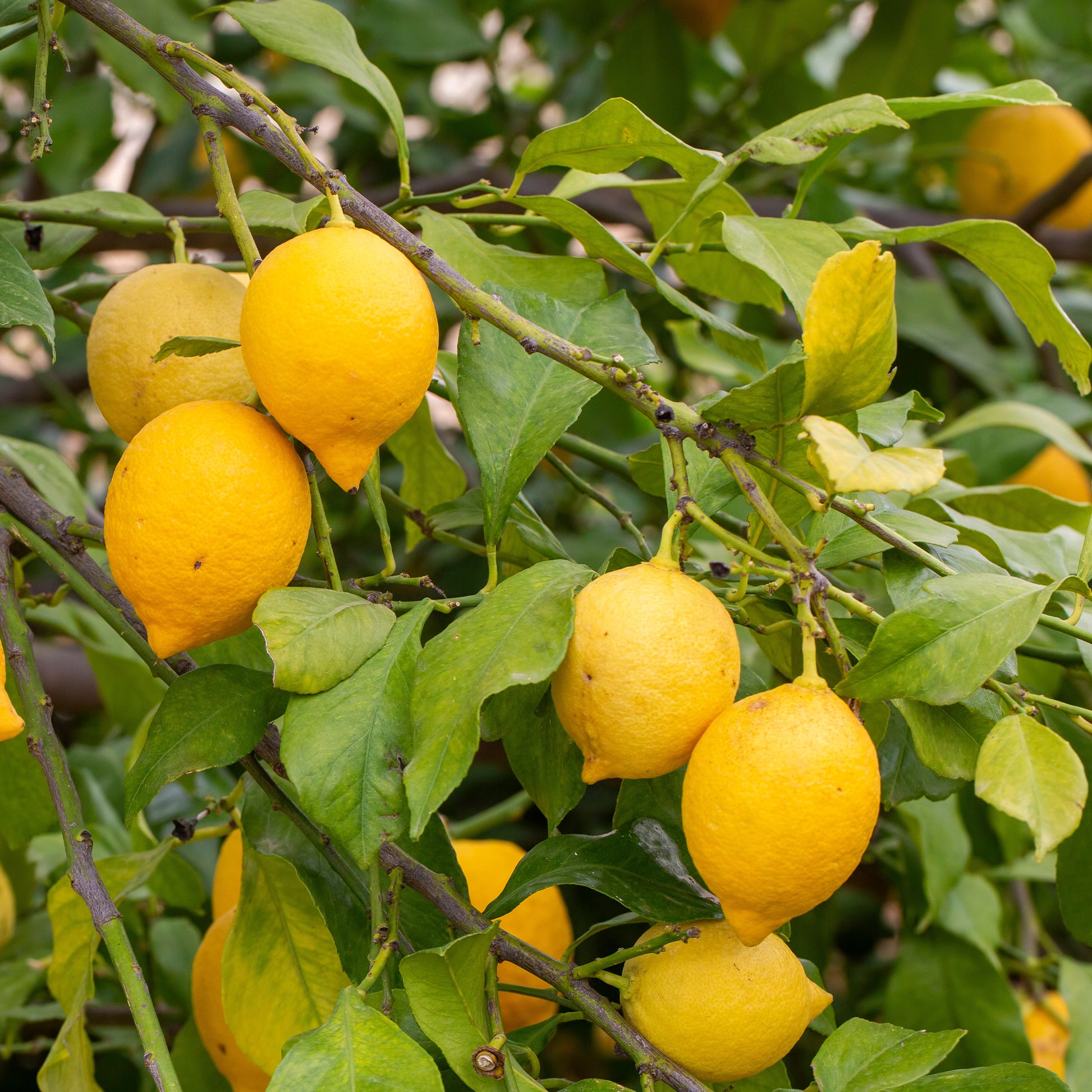 Citrus limon - Citronnier - Citrus limon - Citronniers