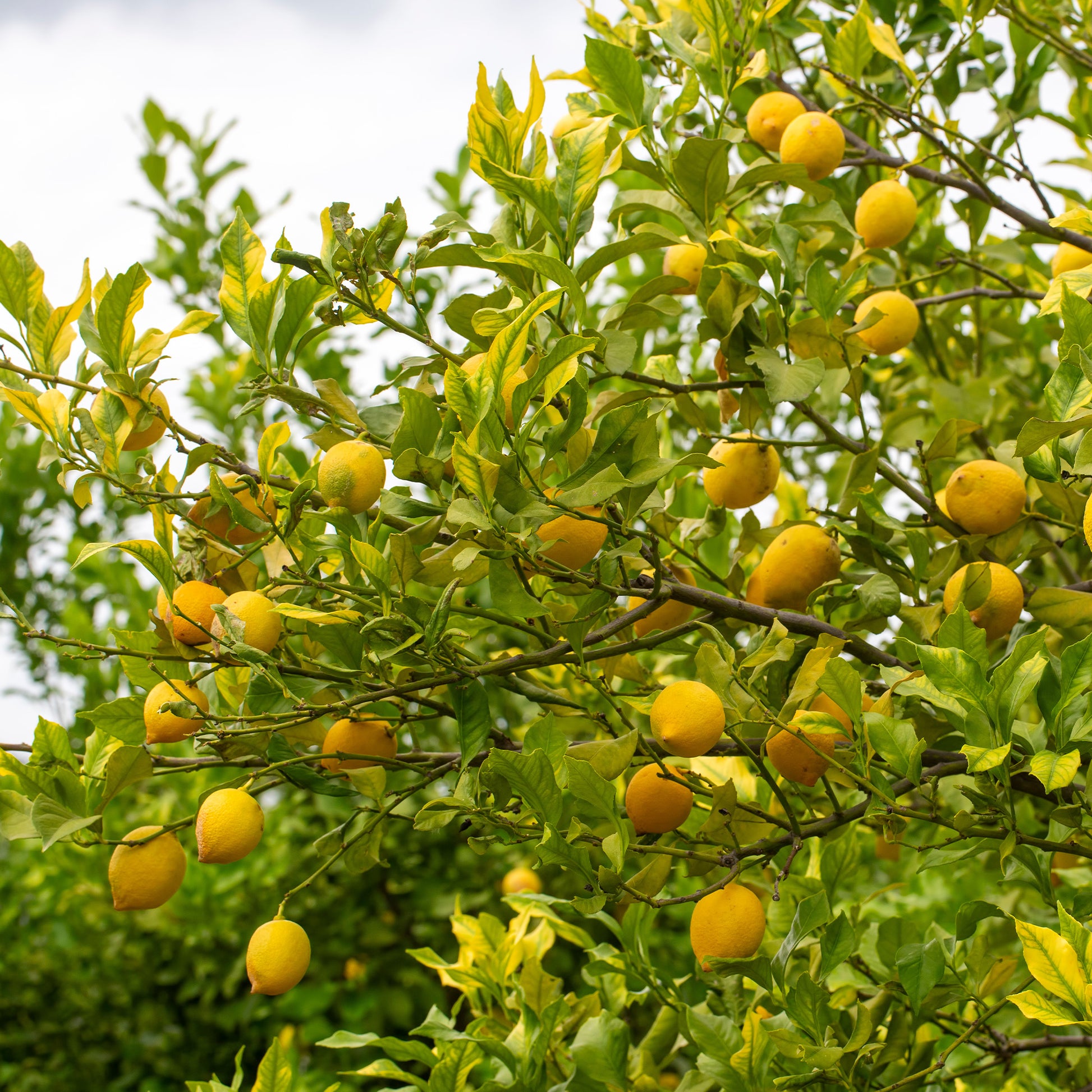 Citronnier - Citrus limon - Citrus limon - Bakker