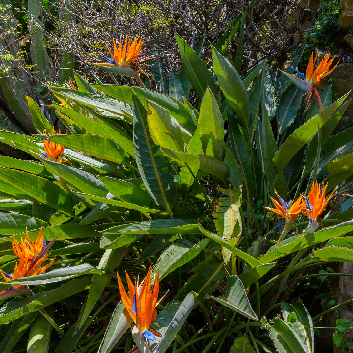 Strelitzia reginae - Oiseau du paradis Strelitzia - Strelitzia reginae - Oiseau de paradis