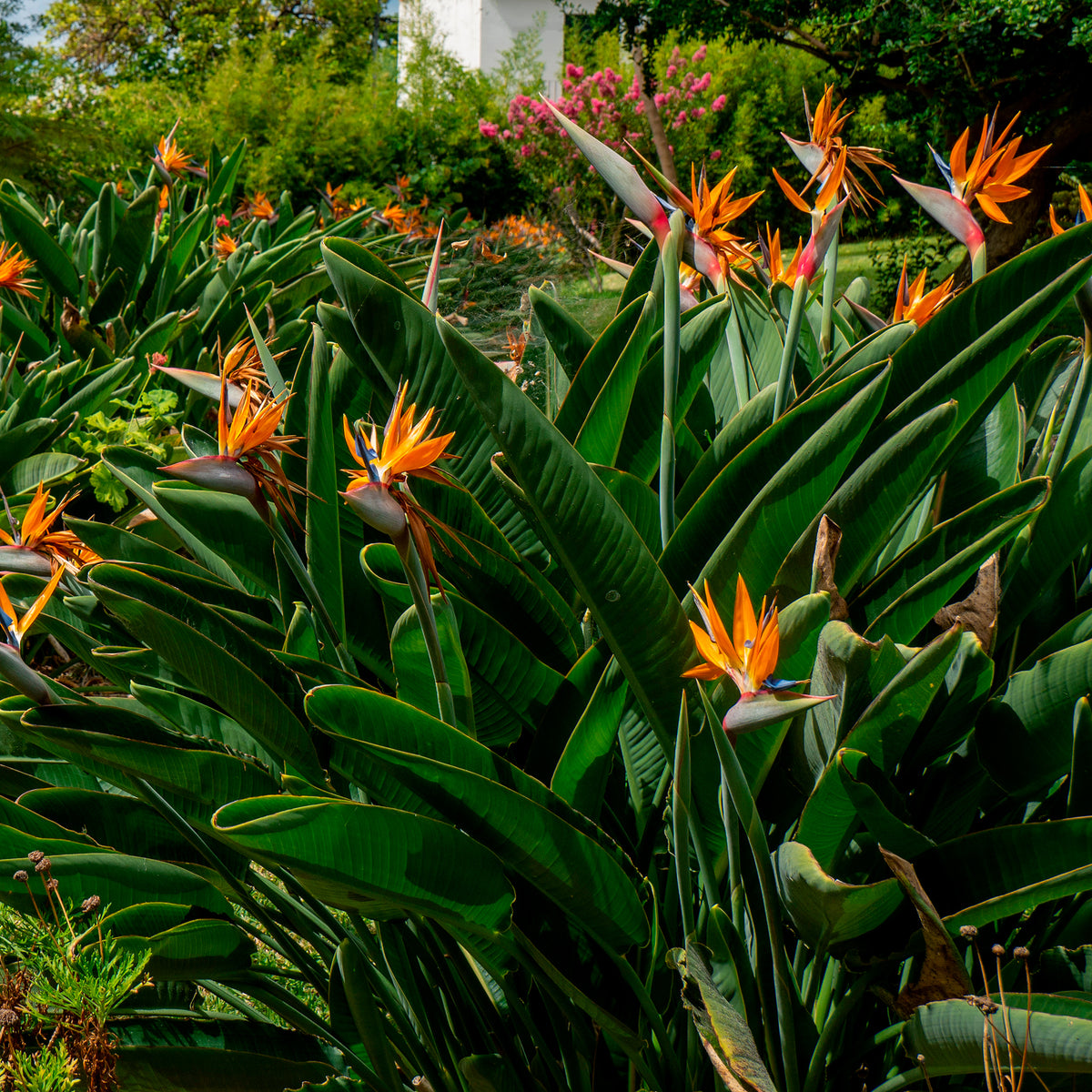 Strelitzia reginae - Oiseau de paradis - Oiseau du paradis Strelitzia - Strelitzia reginae