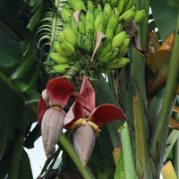 bananier - Bananier du japon Ever Red - Musa sikkimmensis Ever Red