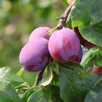 Prunier Victoria - Prunus domestica victoria - Bakker