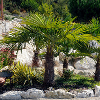 Palmier chanvre du Chusan nain - Trachycarpus wagnerianus - Bakker