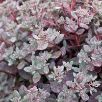 Sedum Dazzleberry - Sedum Sunsparkler® Dazzleberry - Sedum - Orpin