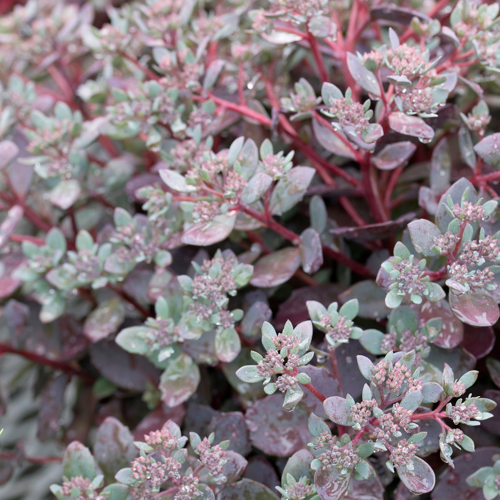 Sedum Dazzleberry - Sedum Sunsparkler® Dazzleberry - Sedum - Orpin
