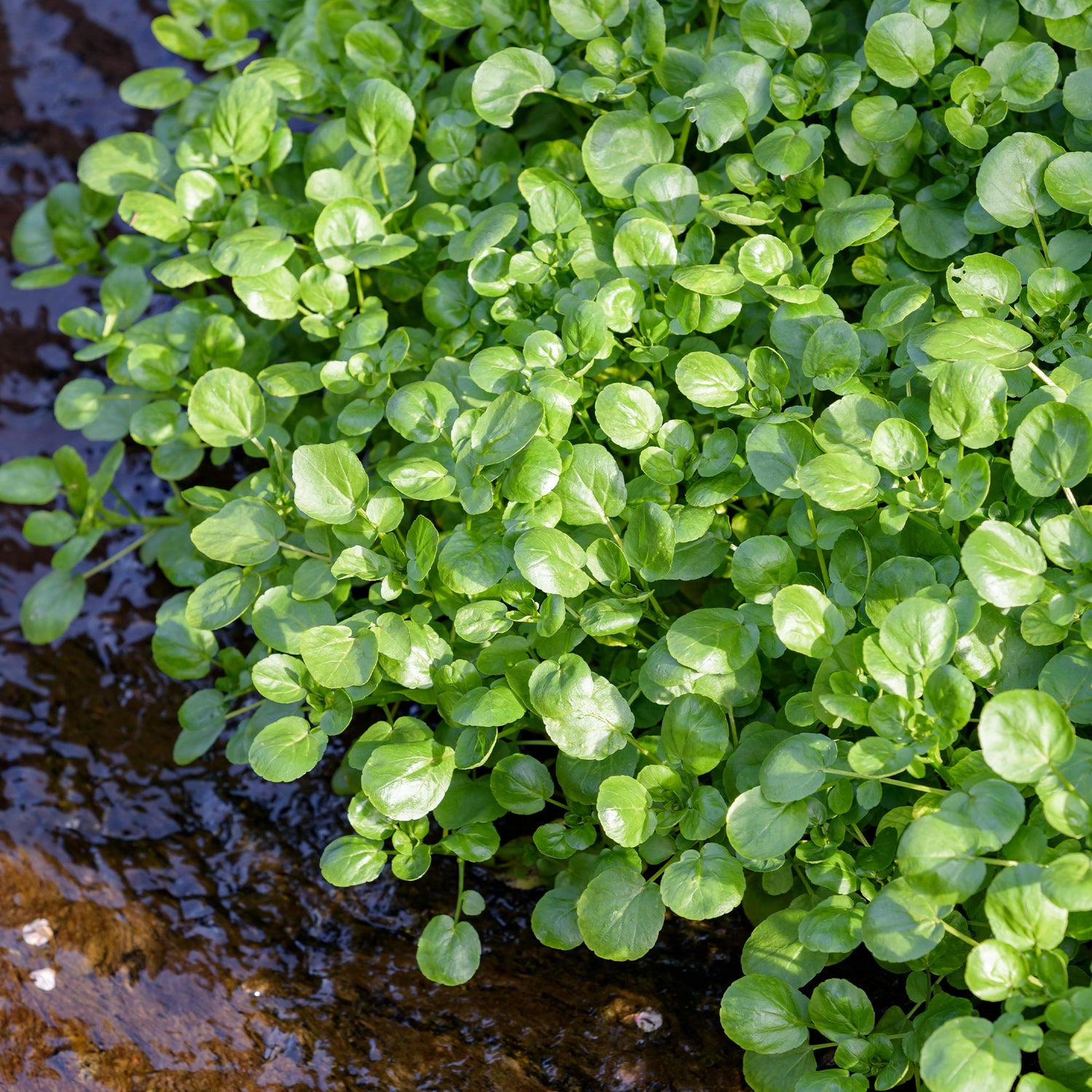 Autres graines de légumes