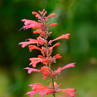 Agastache Kudos Coral - Agastache Kudos Coral - Bakker