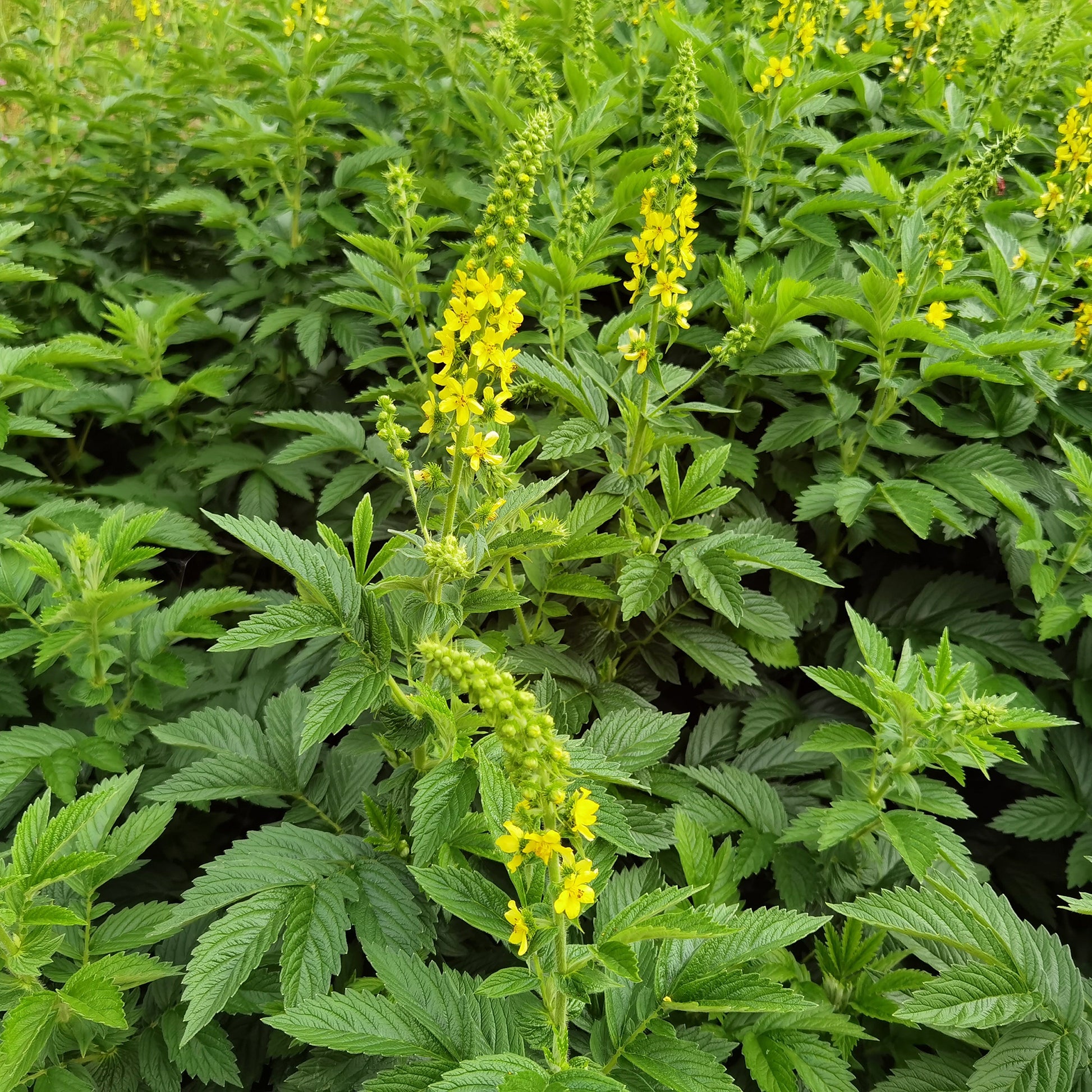Aigremoine eupatoire - Agrimonia eupatoria - Bakker
